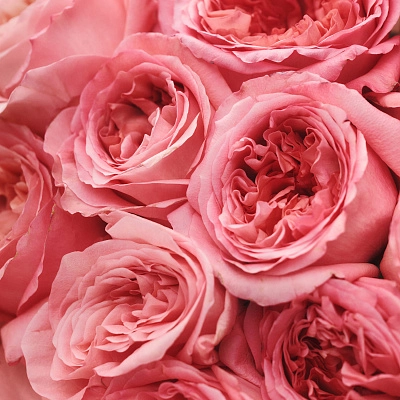 Монобукет из роз Pink Expression